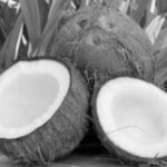 Coconut-Parts_bw_500x375